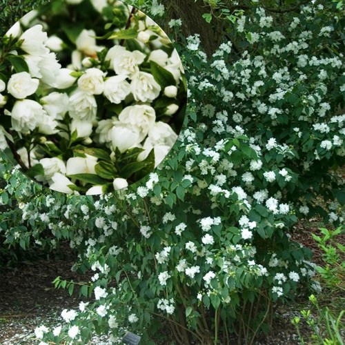 Philadelphus 'Bouquet Blanc' - Ebajasmiin 'Bouquet Blanc' C3/3L